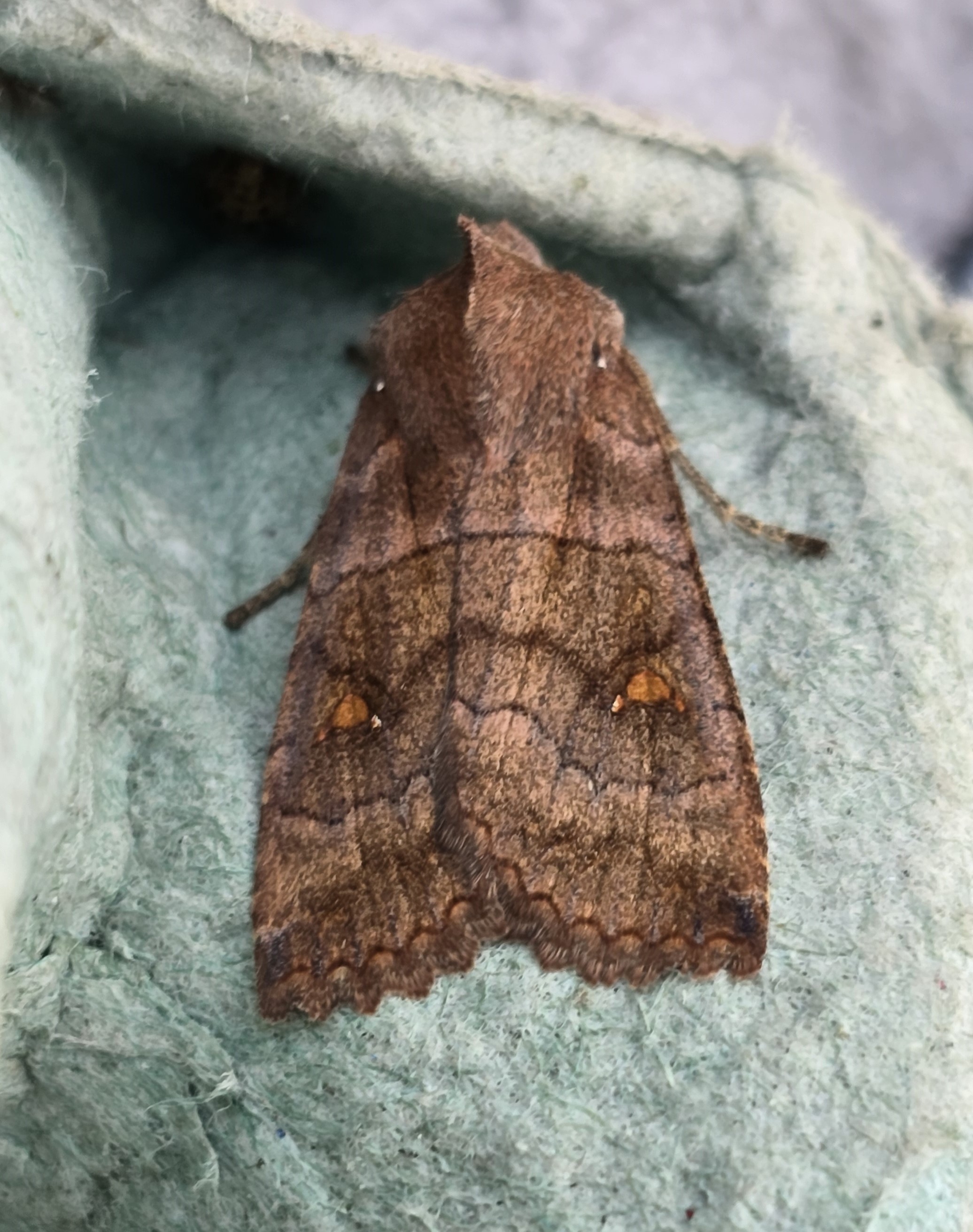 Photo of Satellite (Eupsilia transversa)